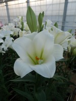 [4109 Global Beauty Mak No102.JPG]